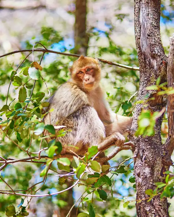A Barbary ape sitting in a tree in the cedar forests of the Middle Atlas