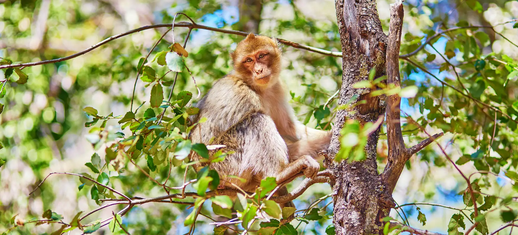 A Barbary ape sitting in a tree in the cedar forests of the Middle Atlas
