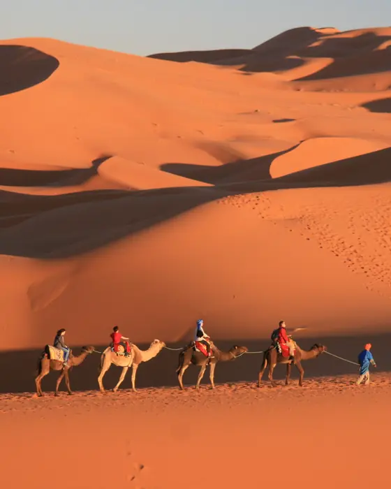 A camel caravan crossing tall orange dunes near Merzouga