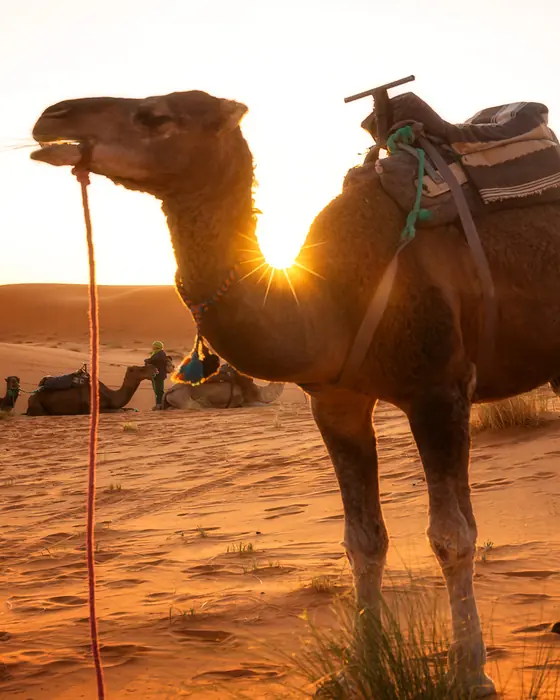 A saddled camel standing in the dunes near Merzouga against the low sun
