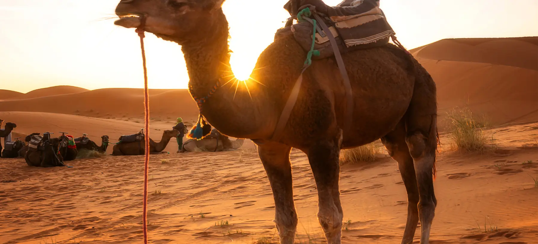 A saddled camel standing in the dunes near Merzouga against the low sun