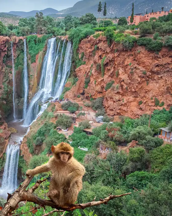 A Barbary macaque on a branch in front of the Ouzoud Falls and their red cliffs